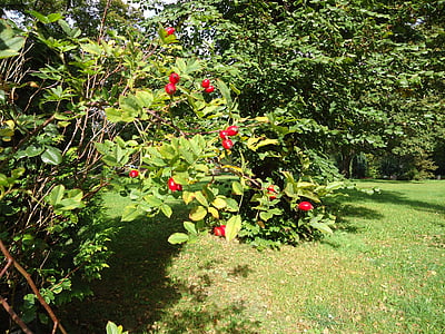rowan, berry, bush, green, leaves