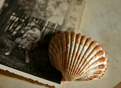 memory, photo, image, recording, shell, souvenir, past