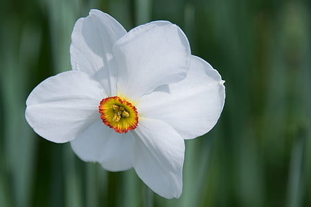 Narcis, cvijet, cvijet, cvatu, žuta, biljka, proljeće