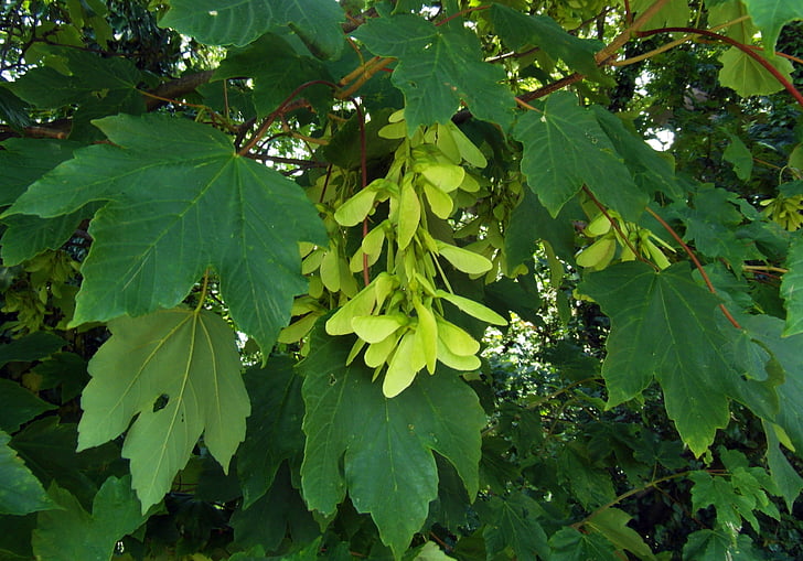 Maple, hạt giống, Odenwald, cây