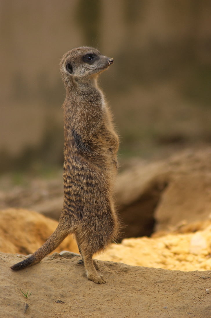 meerkat, 동물원, 자연, 서 서, 귀여운, ausschau, 모래