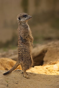 meerkat, zoo, nature, stand, cute, ausschau, sand