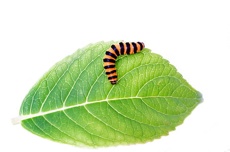 animal, mariposa, Caterpillar, escalada, Close-up, Color, colorido