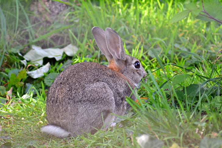 rabbit, wild, european, oryctolagus cuniculus, adult, mammal, fur