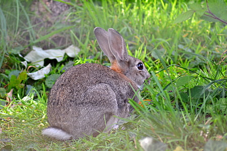 토끼, 야생, 유럽, oryctolagus cuniculus, 성인, 포유 동물, 모피
