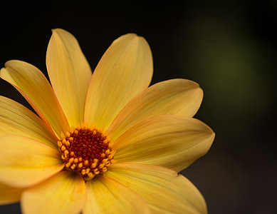 yellow, flower, summer, nature, plant, petal, close-up