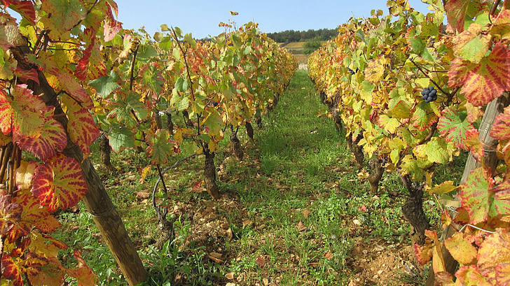 lereng bukit, Corton, musim gugur, tanaman merambat, anggur, pertanian, anggur