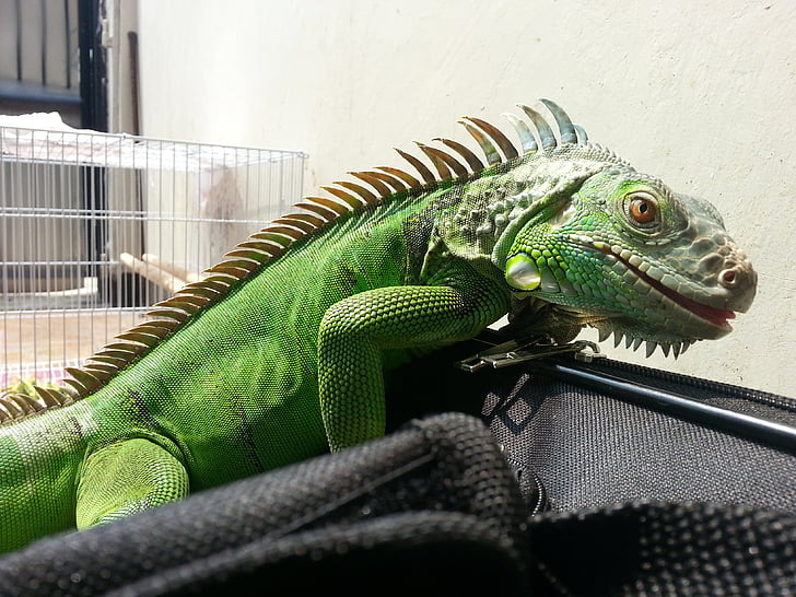 animal de companyia, Iguana verda, monstres, iguana verda