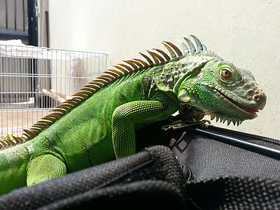 animal de companyia, Iguana verda, monstres, iguana verda