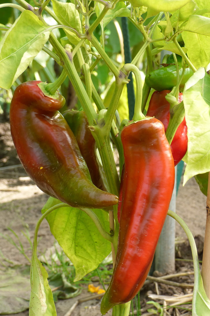 paprika, pointed pepper, plant, healthy, food, vegetables, colorful