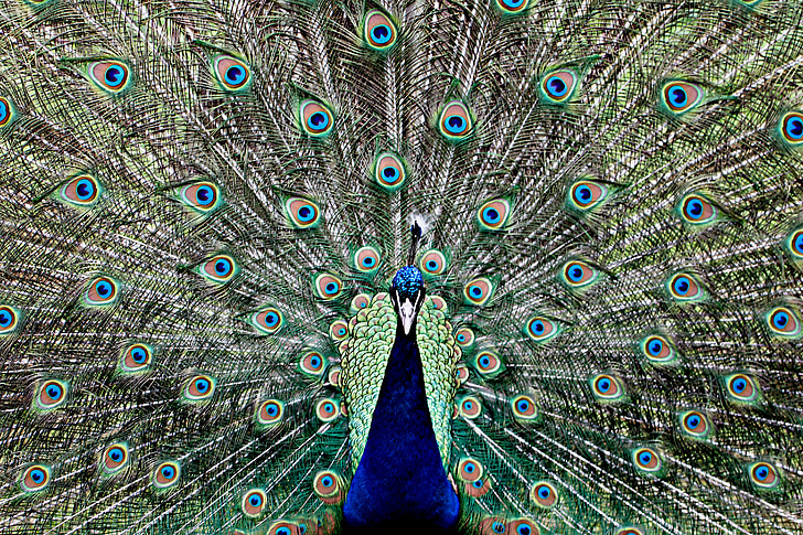 Peacock, veer, oog, dier, lente kroon, wildlife fotografie, mooie