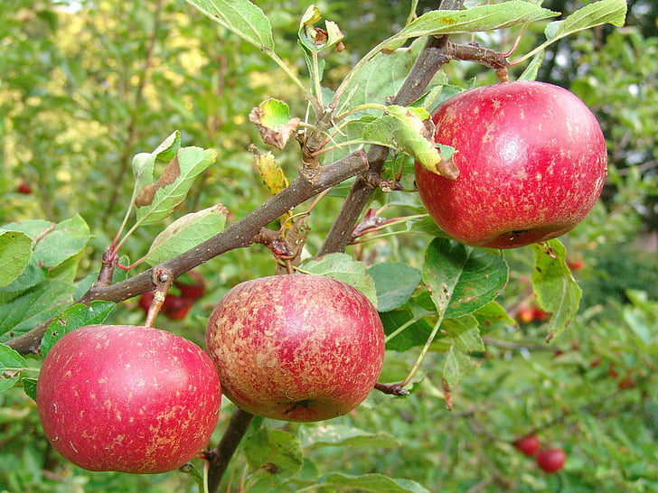 fruit, apple tree, harvest