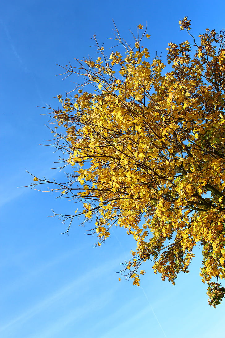 дерево, Осень, листья, желтый, небо, Голубой, цвета осени