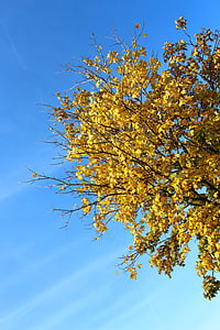 drevo, jeseni, listi, rumena, nebo, modra, padec barve