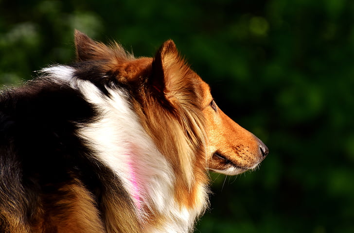 Collie, câine, animal de casă, animale, Du-te pentru o plimbare, câine purebred, portret de animale