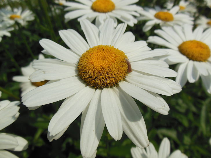 Margarida, flor, pétalas brancas, natureza, Primavera, planta, inseto