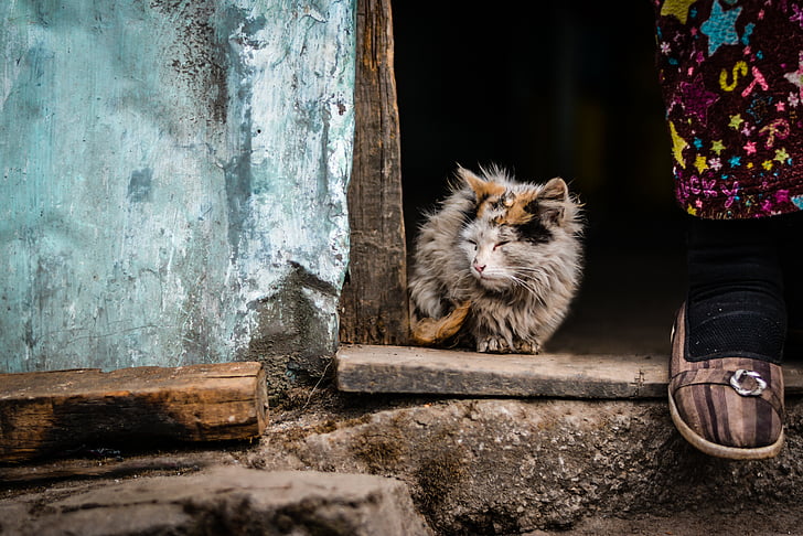 animal, cat, pet