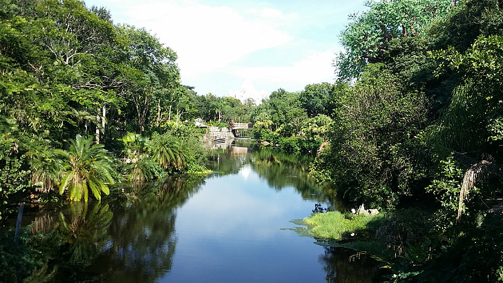 djungel, floden, landskap