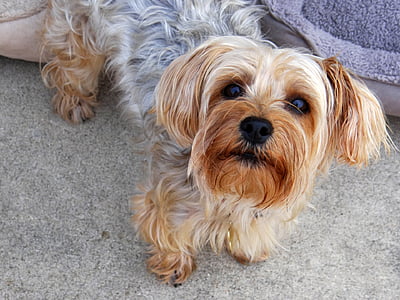 yorkie, terrier, dog, pet, canine, puppy, spring day