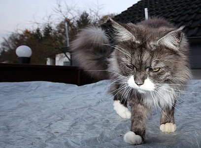kaķis, galvenais viltnieks, dzīvnieki, Maine coon, atdzist, kidden, longhair kaķis