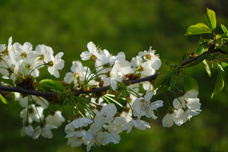 kirsikankukka, Blossom, Bloom, kirsikka, valkoinen, haara, kukat