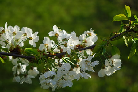 ανθισμένη Κερασιά, άνθος, άνθιση, κεράσι, λευκό, υποκατάστημα, λουλούδια