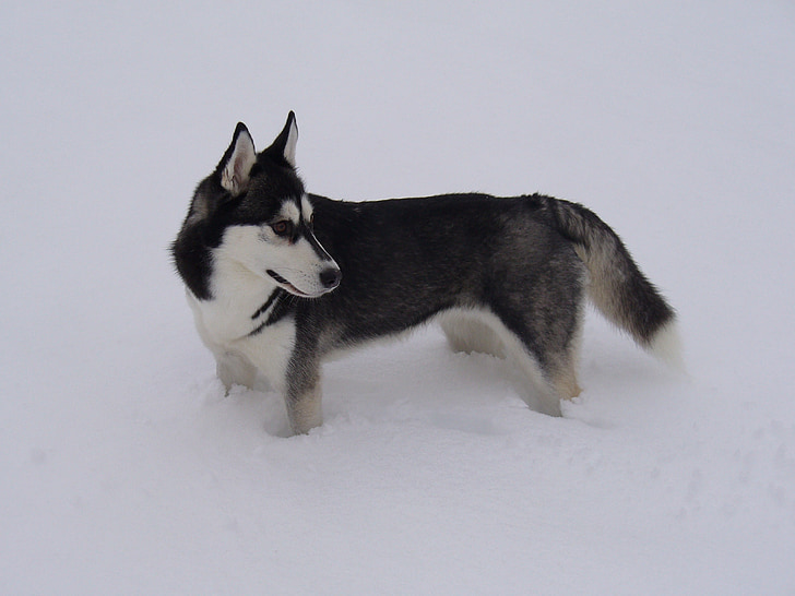 Husky, sneg, pes