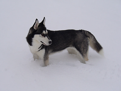 Husky, śnieg, pies