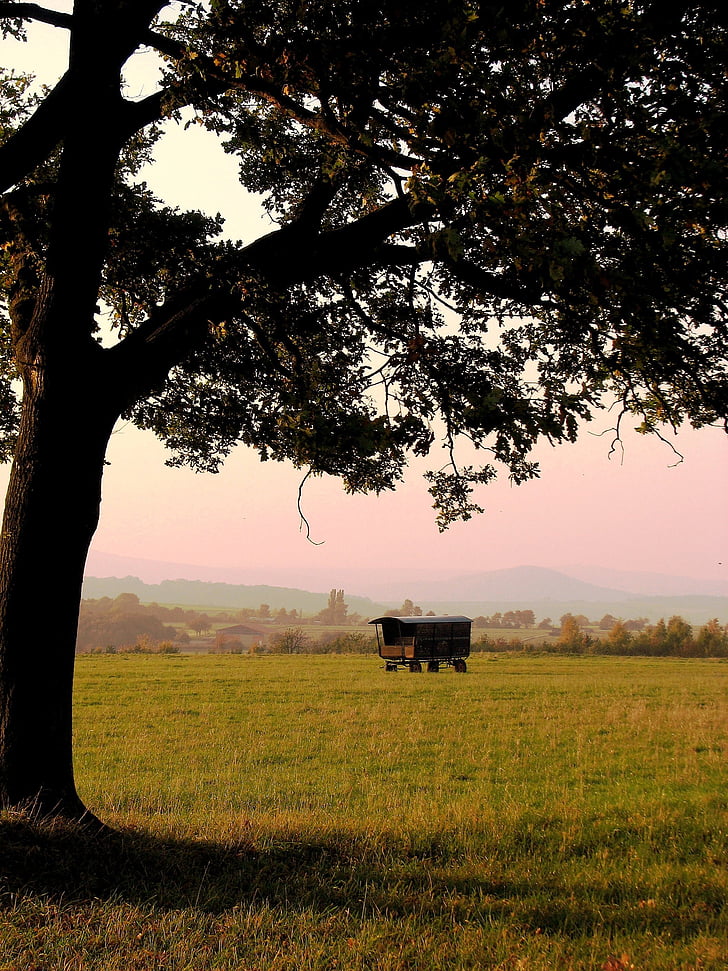 tree, schäfer wagon, evening light, autumn, meadow, pasture, willow dare