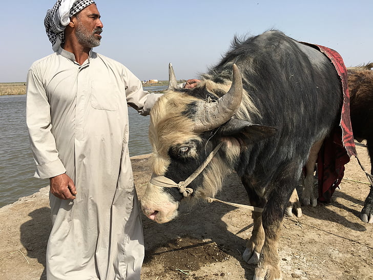 Marismas de, Irak, nasiryah, granjero, hombres, agricultura, animal