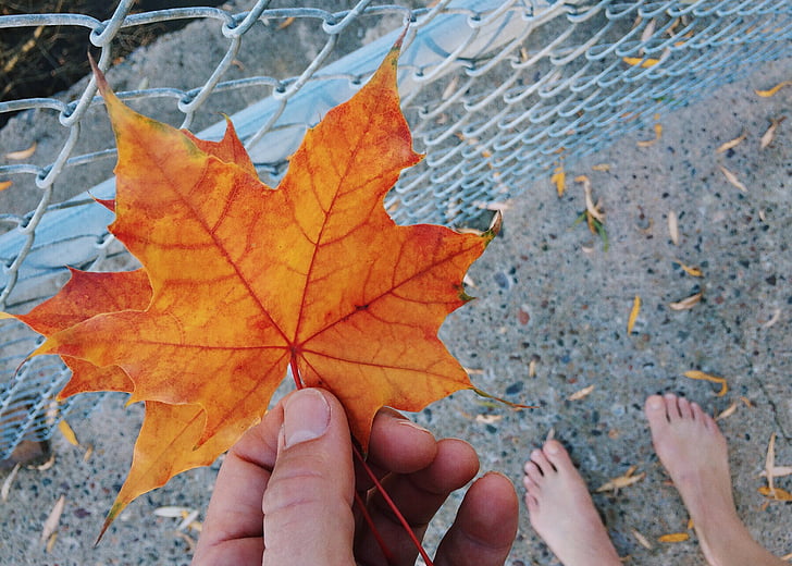 leaf, collecting, autumn, fall, season, nature, yellow