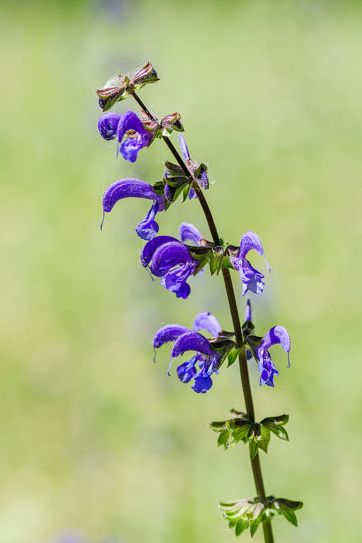 common sage, meadow sage, flower, blue, herbaceous, perennial, salvia pratensis