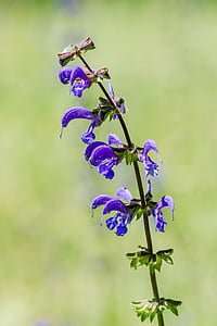 Sàlvia comuna, Sàlvia de Prat, flor, blau, herbàcies, perenne, Sàlvia pratensis