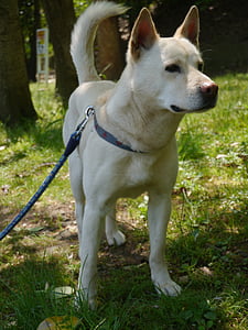 микс, собака, на основе бродячих собак, Гибрид, среднего размера, бежевый, Белый