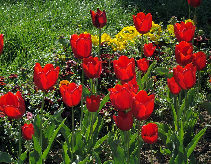 punased tulbid, tulbid, lilled, Bloom, õis, loodus, kevadel