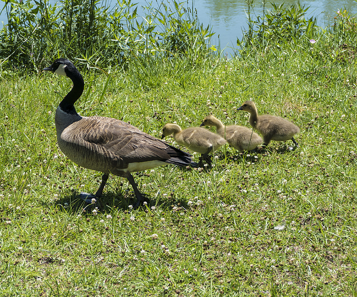 Mama bebek, bayi ducklings, Angsa Kanada, goslings