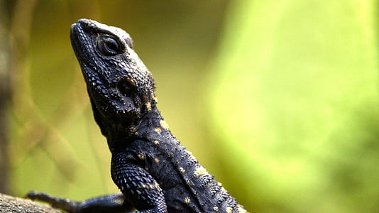 lizard, scale, reptile, green, zoo, iguana, close