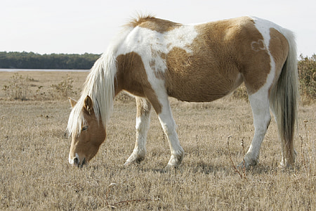 divoký poník, pasoucí se, volně žijících, Pony, Chincoteague island, Virginia, Spojené státy americké