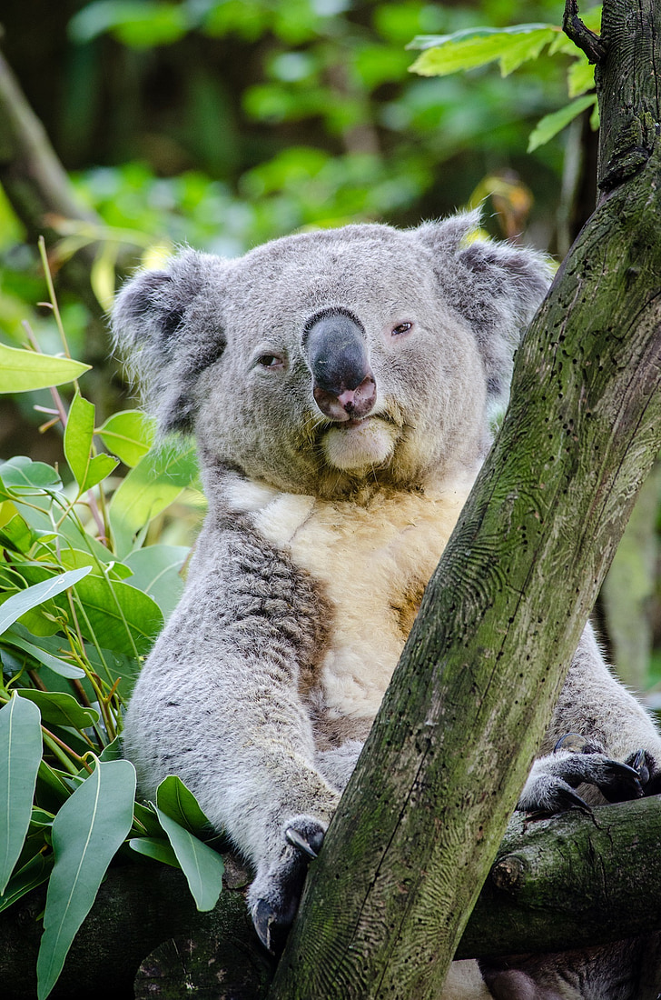 koala, bear, tree, sitting, perched, portrait, grey