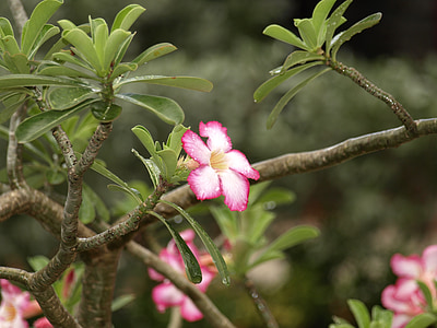 Blossom, Bloom, tropiikissa, jälkeen, että, sadetta, Tropical
