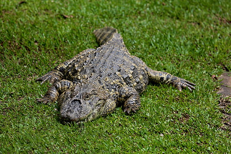 sleeping alligator, alligator açu, reptile, wild animal
