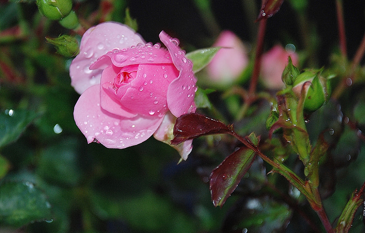 Rosa, Rosa, flor, natura, floral, planta, RAM