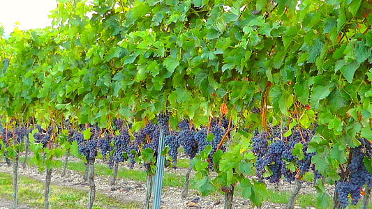 つる, ブドウ園, ワイン醸造, ブドウの木, 斜面, ワイン, 工場