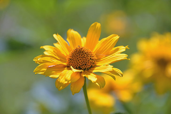sunflower abadi, komposit, Blossom, mekar, Taman, musim panas, alam