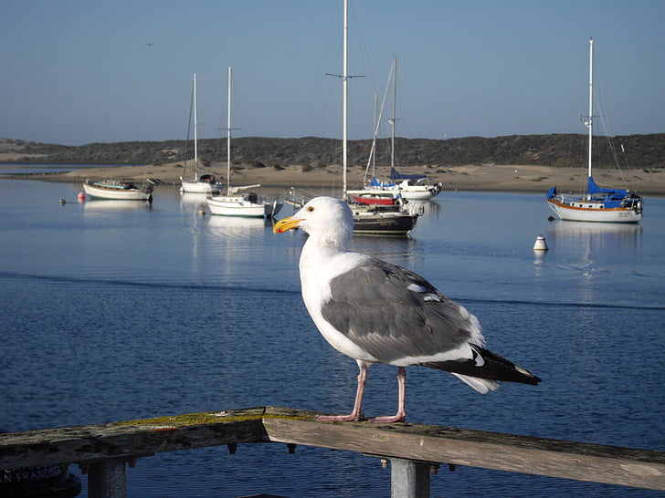 Seagull, pájaro, mar, Playa, animal, animales, naturaleza