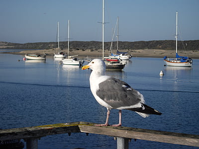 seagull, bird, sea, beach, animal, animals, nature