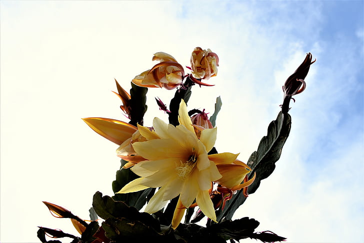 kaktus, Cactus lilled, õis, Bloom, lilled, Cactus flower, taevas