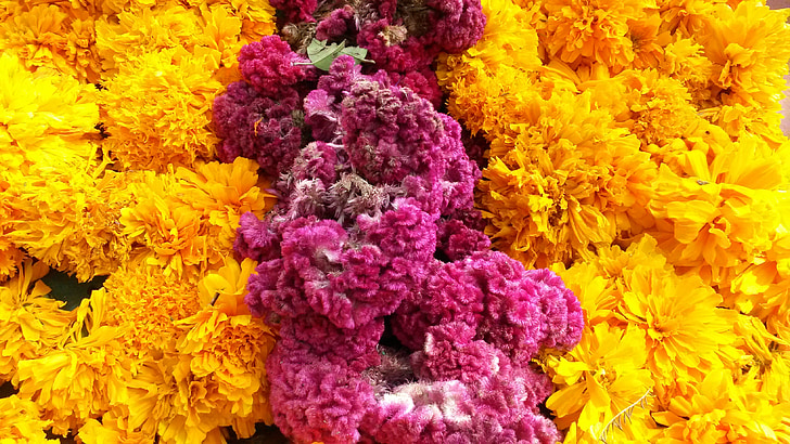 flowers, color, yellow, violet