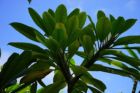 leaves, tree, green, frangipani, plumeria, frangipandi, flor de cebo