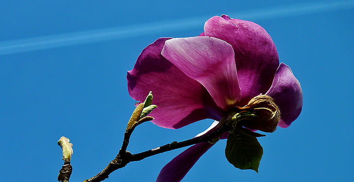flower, blossom, bloom, early bloomer, garden, magnolia, spring